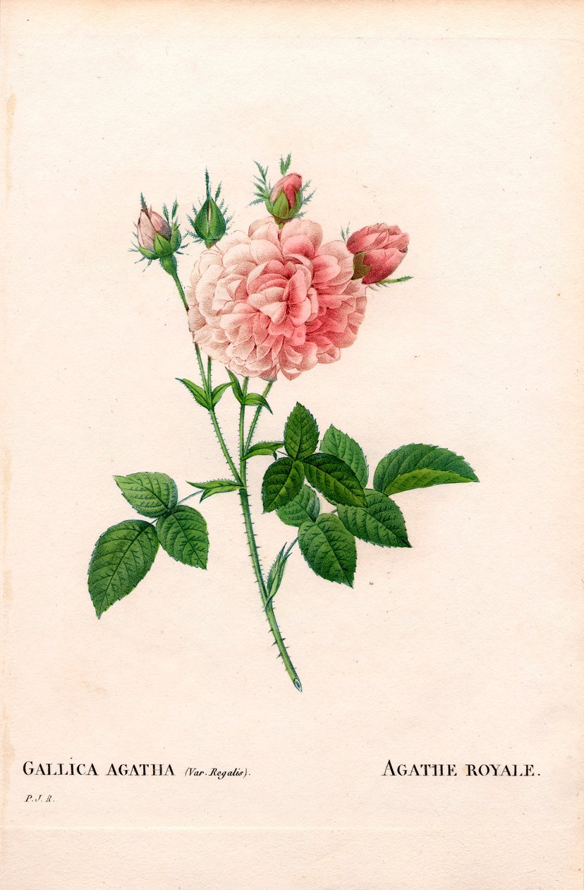 Agathe Royale ros, Rosa gallica sort. Handfärgad kopparsticksgravyr från Pierre Joseph Redoutes "" Les Roses,"" Paris av Pierre Joseph Redouté