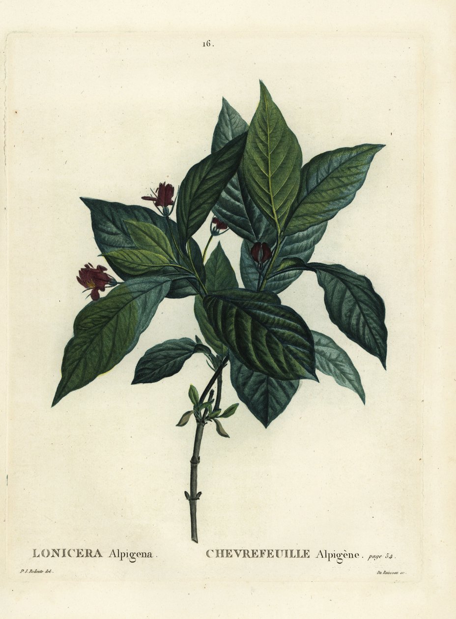 Alpin kaprifol, Lonicera alpigena. Handkolorerad stippelgravyr av Du Ruisseau efter en illustration av Pierre-Joseph Redoute från Henri Louis Duhamel du Moncels Treat des Arbres et Shrustes, Paris av Pierre Joseph Redouté