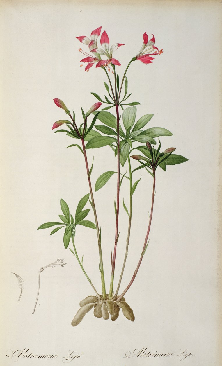 Alstraemeria Ligtu, från `Les Liliacees