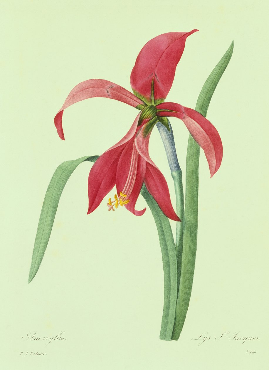 Amaryllis (färgad gravyr) av Pierre Joseph Redouté