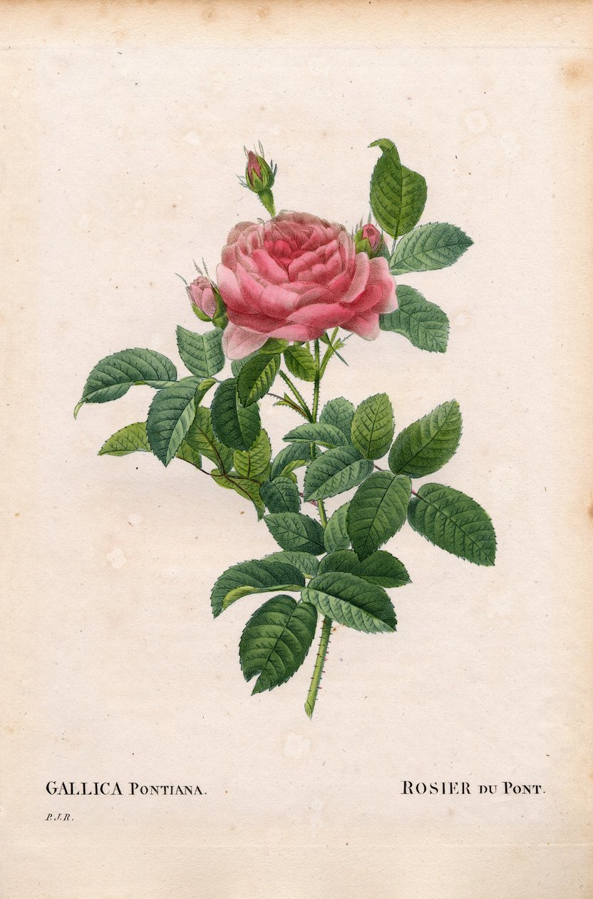 Andre Du Ponts ros, Rosa gallica sort, Rosier du Pont. Handkolorerad kopparsticksgravyr från Pierre Joseph Redoutes ""Les Roses,"" Paris av Pierre Joseph Redouté