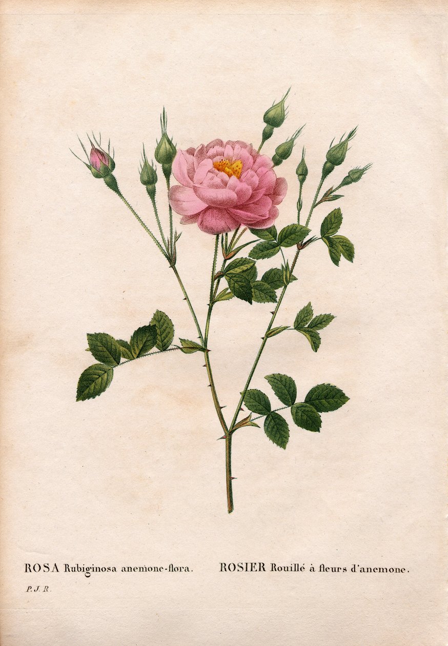 Anemonblommig sweetbriarros, Rosa rubiginosa sort, Roserost med anemonblommor. Handfärgad kopparsticksgravyr från Pierre Joseph Redoutes "" Les Roses,"" Paris av Pierre Joseph Redouté