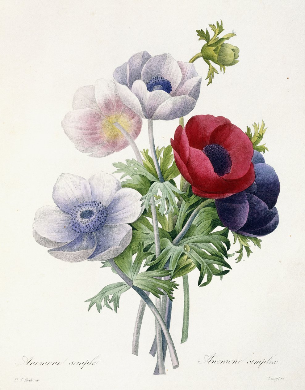 Singelanemon, från "Val av de vackraste blommorna och de vackraste frukterna" av Pierre Joseph Redoute, 1829 av Pierre Joseph Redouté