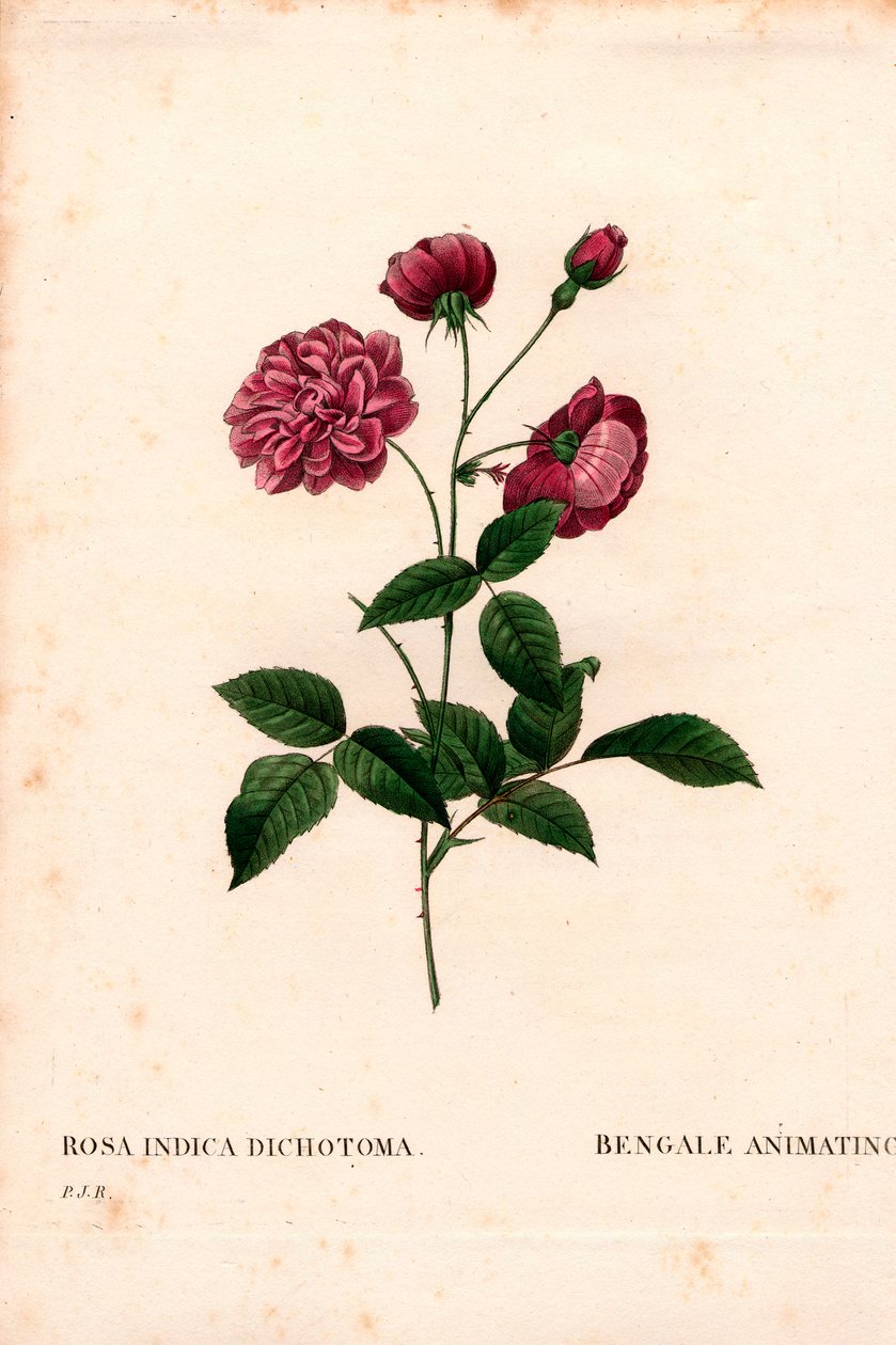 Animerande Kinaros, Rosa chinensis hybrid, Bengalen animerar. Handfärgad kopparsticksgravyr från Pierre Joseph Redoutes "" Les Roses,"" Paris av Pierre Joseph Redouté