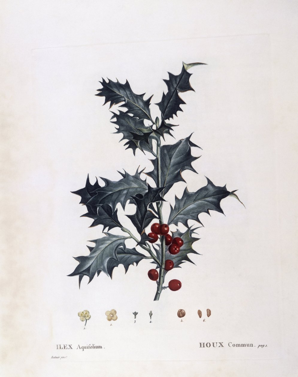 Aquifoliaceae - europeisk järnek (Ilex aquifolium). (botanisk platta av Pierre Joseph Redouté