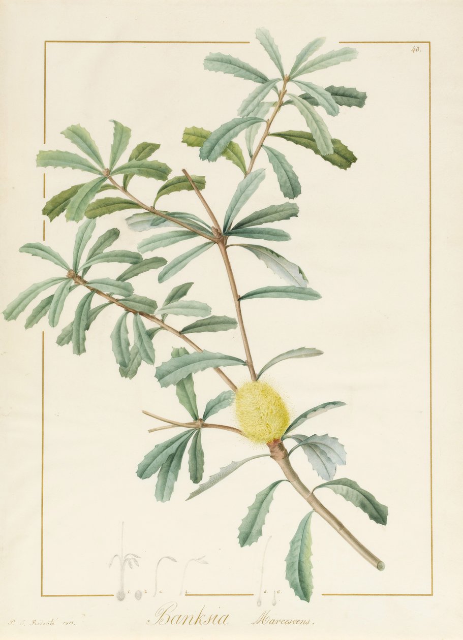 Banksia Marcescens, 1813 (wc och kroppsfärg över grafit på veläng) av Pierre Joseph Redouté