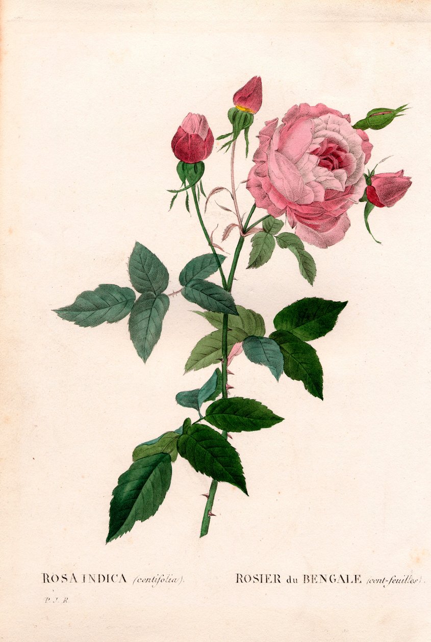 Bengal 100-blad rosa, Rosa chinensis sort, Bengal ros (hundra blad). Handfärgad kopparsticksgravyr från Pierre Joseph Redoutes "" Les Roses,"" Paris av Pierre Joseph Redouté