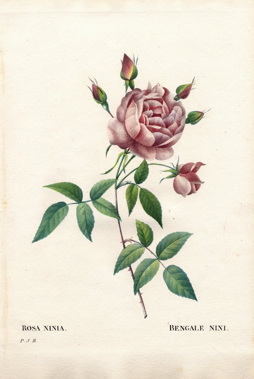 Bengal niniros, Rosa indica ninia. Handfärgad kopparsticksgravyr från Pierre Joseph Redoutes "" Les Roses,"" Paris av Pierre Joseph Redouté