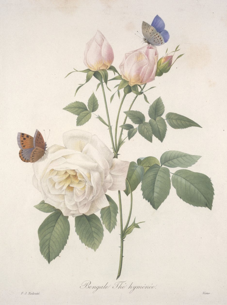 Bengal Hymenal Tea, från Choice Of The Most Beautiful Flowers and Most Beautiful Fruits, 1827 (handfärgad stipplegravyr) av Pierre Joseph Redouté