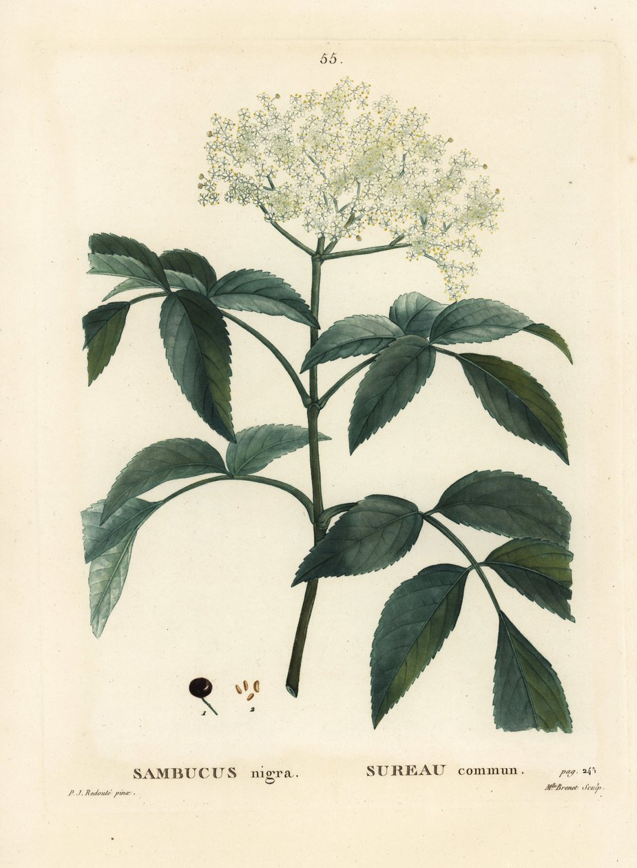 Svart fläder eller europeiskt fläder, Sambucus nigra. Handfärgad stipplegravyr av Miss Brenet efter en illustration av Pierre-Joseph Redoute från Henri Louis Duhamel du Moncels Treat des Arbres et Shrustes, Paris av Pierre Joseph Redouté