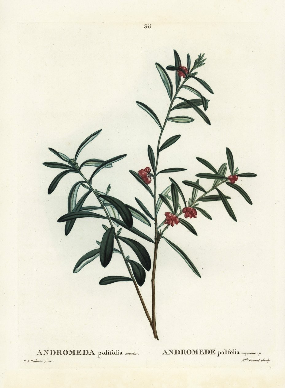 Myrrosmarin, Andromeda polifolia. Handkolorerad stipplegravyr av efter en illustration av Pierre-Joseph Redoute från Henri Louis Duhamel du Monceaus Treat des Arbres et Shrustes, Paris av Pierre Joseph Redouté
