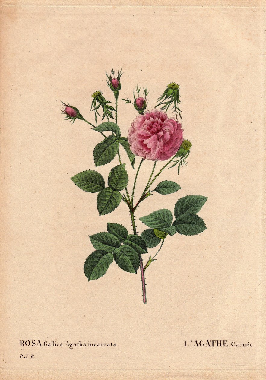 Botanisk tavla, blomma, rosor: Agathe carnee (Rosa gallica agatha incarnata). Okänt ursprung, hybridarter av Rose Gallica Damask. I "" Rosorna", volym 2 av Pierre Joseph Redoute (1759-1840) av Pierre Joseph Redouté