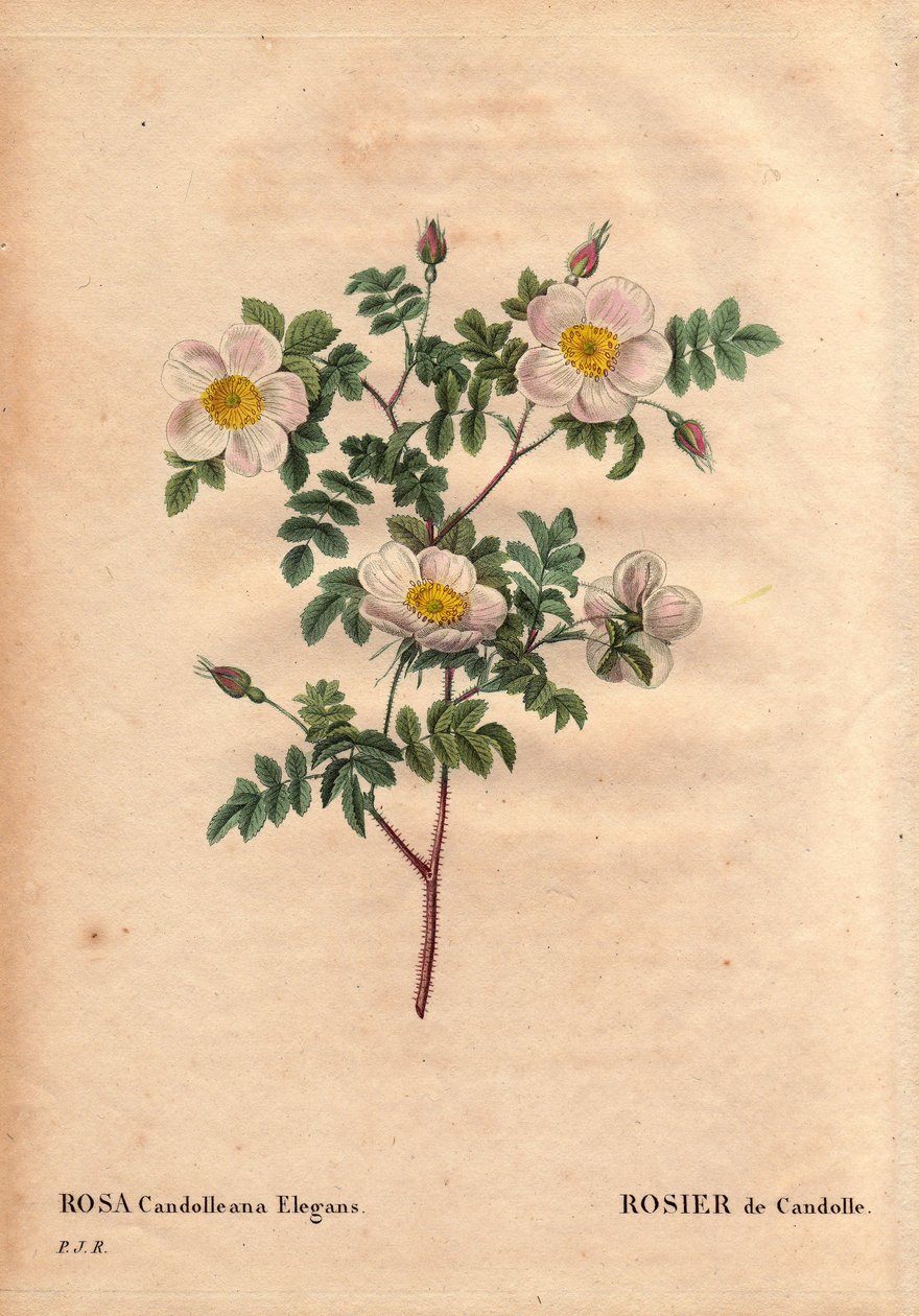Botanisk tavla, blomma, rosvariant: De Candolles vita ros eller Rose de Candolle (Rosa candolleana elegans). Vildros, upptäckt i södra Europa och döpt till De Candolle 1819. I "" Les Roses", volym 2 av Pierre Joseph Redoute (1759-1840) av Pierre Joseph Redouté