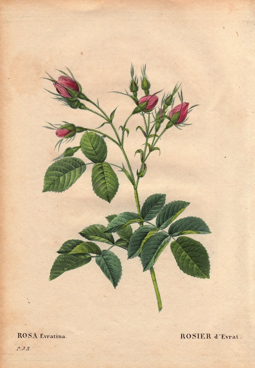 Botanisk tavla, blomma, ros variant: Evrat Rose (Rosa evratina). Ursprung Okänd, från holländska växthus och skänker till Monsieur Evrath före 1824. I "" Les Roses", Volym 2 av Pierre Joseph Redoute (1759-1840) av Pierre Joseph Redouté