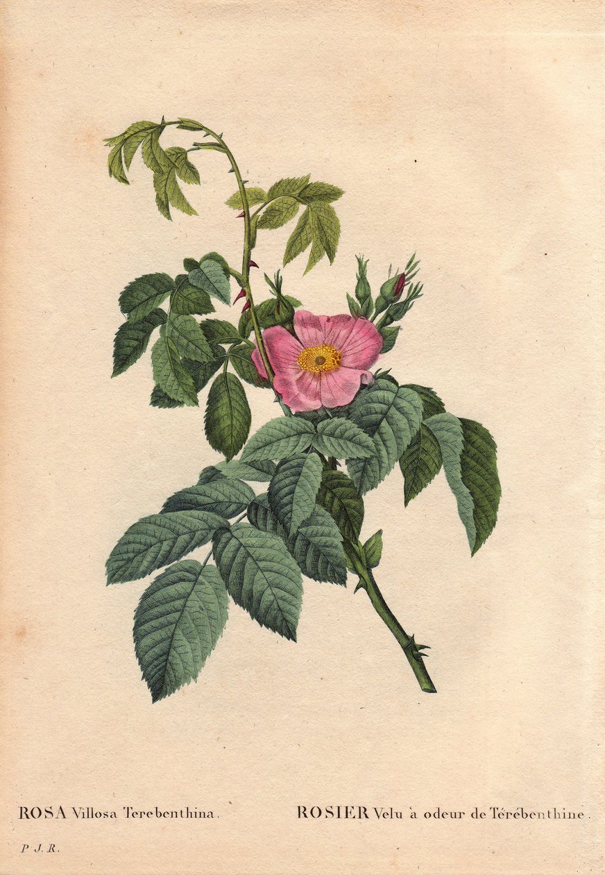 Botanisk tavla, blomma, rosvariant: Hårig ros har doften av Terebenthine (Rosa Villosa Terebenthina). I "" Les Roses", volym 2 av Pierre Joseph Redoute (1759-1840) av Pierre Joseph Redouté