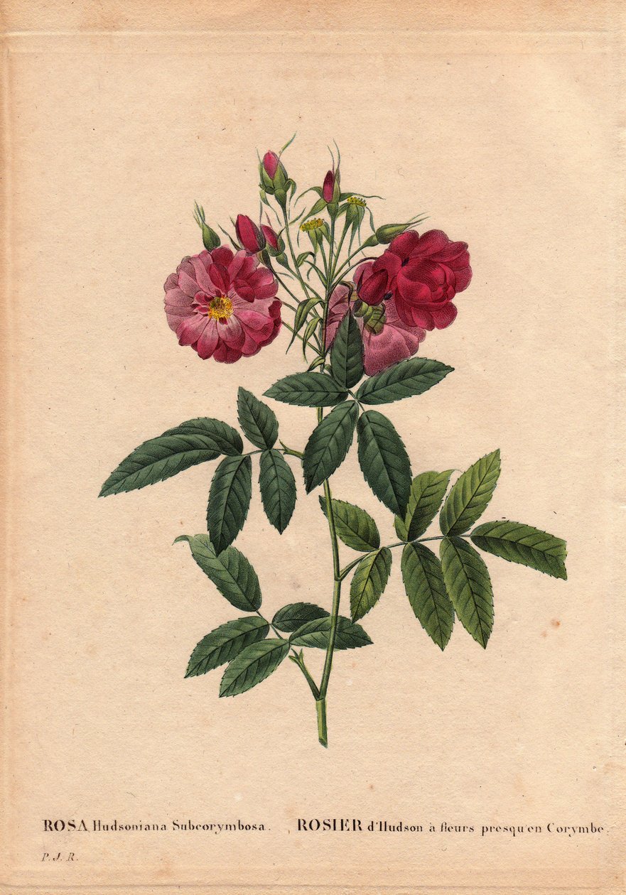 Botanical Board, Flower, Rose Variete: Hudsonros med blommor nästan i Corymbe (Rosa hudsonia subcorymbosa), från Nordamerika, denna sort odlades av Monsieur Ternaux före 1821. I "" Les Roses", Volym 2 av Pierre Joseph Redoute (1759) -1840) av Pierre-Joseph Redouté