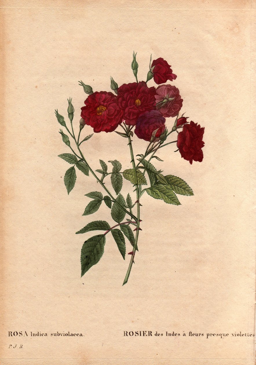 Botanisk tavla, blomma, rosvariet: Indienros med nästan violetta blommor (Rosa indica subviolacea). Odlad av M. Ternaux omkring 1812. I "" Les Roses", volym 2 av Pierre Joseph Redoute (1759-1840) av Pierre Joseph Redouté