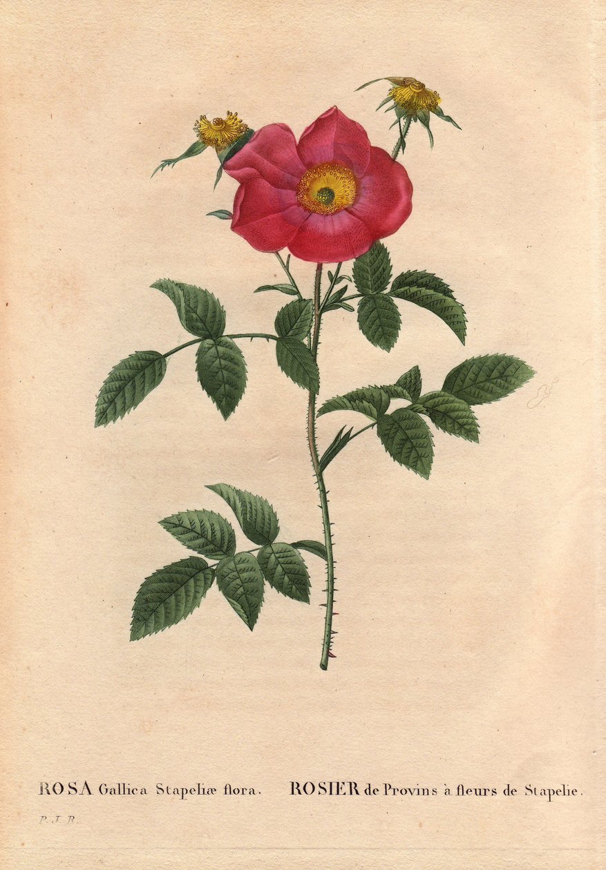 Botanisk tavla, blomma, rosvariet: Provinros med Stapeliablomning (Rosa Gallica Stapeliae flora), troligen utrotad art. I "" Les Roses", volym 2 av Pierre Joseph Redoute (1759-1840) av Pierre Joseph Redouté