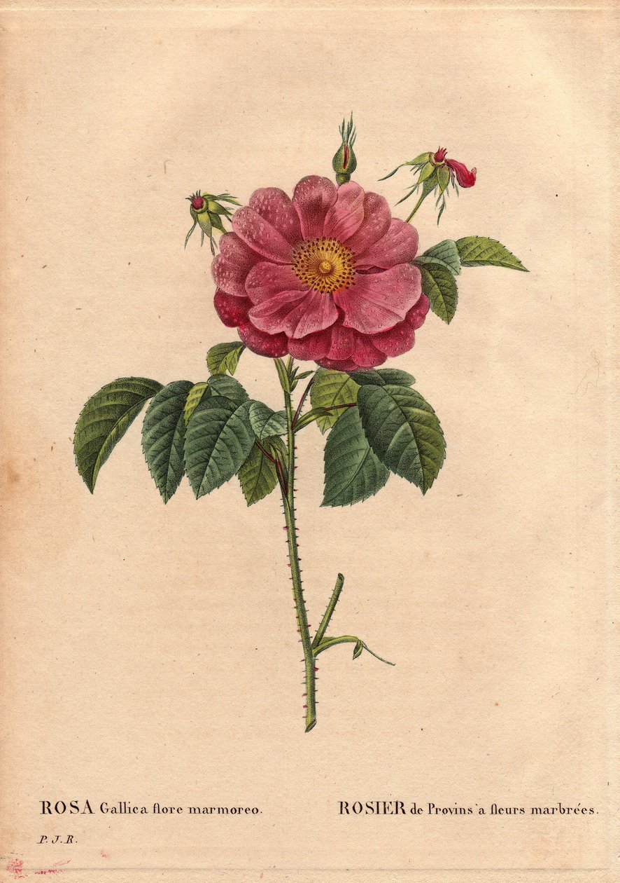 Botanisk tavla, blomma, rosvariant: Provinros med marmorerade blommor (Rosa gallica flore marmoreo). Okänt ursprung. I "" Les Roses", volym 2 av Pierre Joseph Redoute (1759-1840) av Pierre Joseph Redouté
