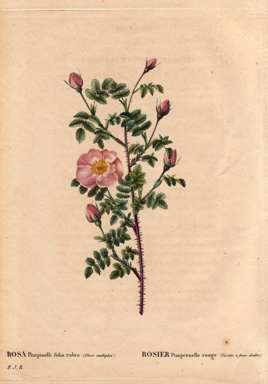Botanisk tavla, blomma, rossort: Röd pimprenellros (variet har dubbla blommor). På latin: Rosa pimpinellifolia rubra. Blommor odlade av Monsieur Descenemet, cirka 1800. I "" Les Roses", volym 2 av Pierre Joseph Redoute (1759-1840) av Pierre Joseph Redouté