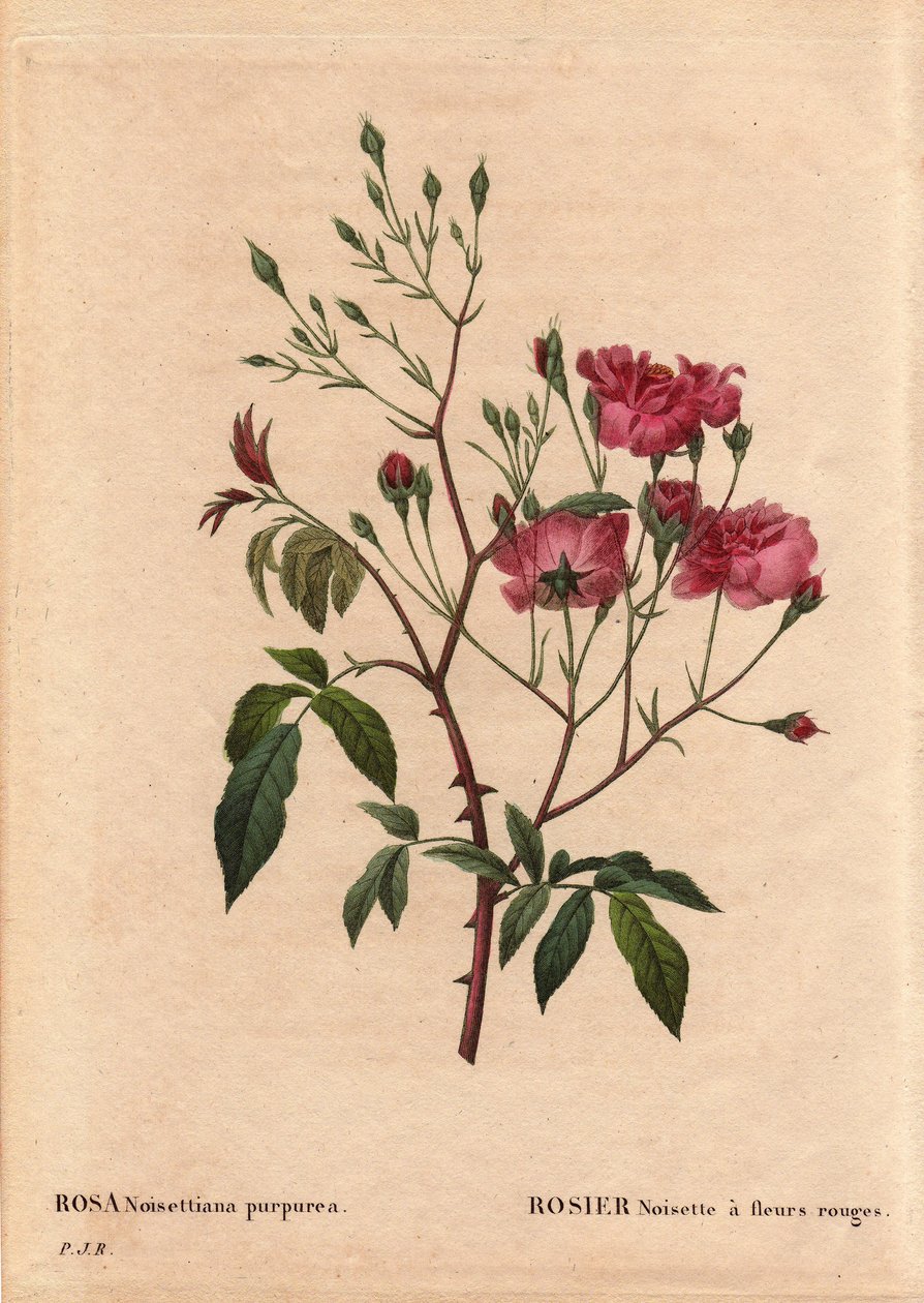 Botanisk tavla, blomma, rosvariant: Rosa hasselnöt med röda blommor (Rosa noisettiana purpurea), erhållen från frön från rosenhasselnötssorten 1822 i Monsieur Ternaux trädgård. I "" Les Roses", volym 2 av Pierre Joseph Redoute (1759-184 av Pierre Joseph Redouté