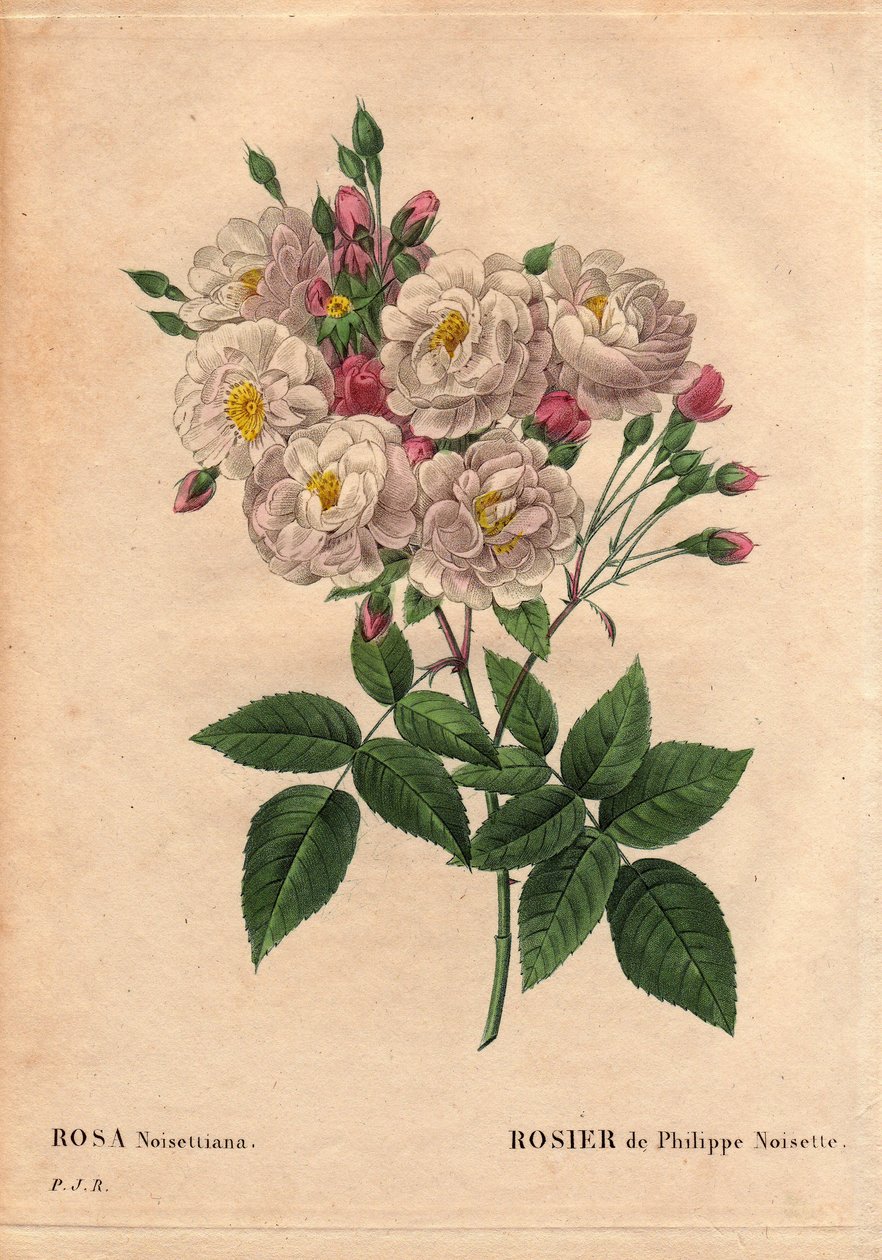 Botanisk tavla, blomma, rosvariant: Rose of Philippe hasselnöt (Rosa noisettiana). Hybridarter av ros moschata chinensis odlade i USA av John Champney och introducerades till Frankrike av Philippe Noisette 1814. I "" Les Roses", volym 2 av av Pierre Joseph Redouté