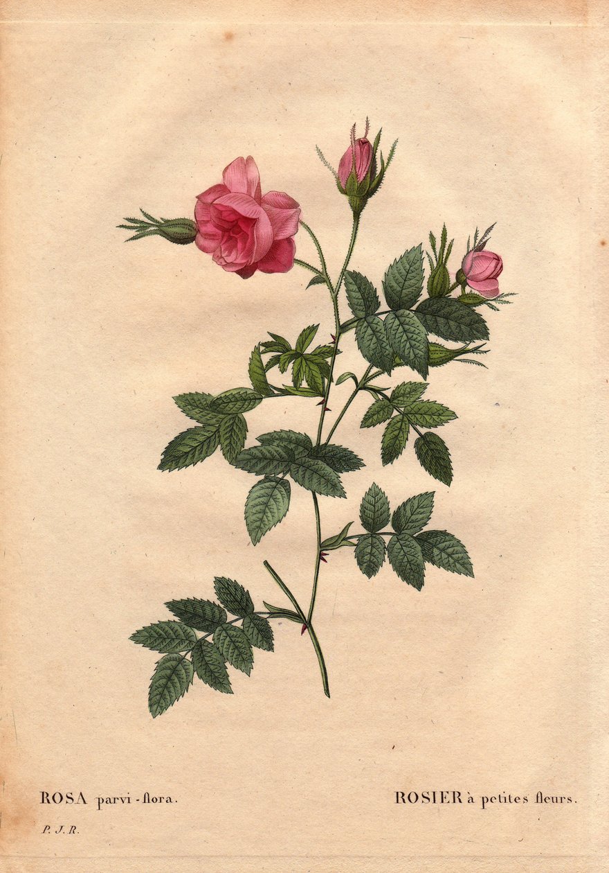 Botanisk tavla, blomma, rosvariet: Ros med små blommor (Rosa parviflora eller Rosa parviflora) från Nordamerika. I "" Les Roses", volym 2 av Pierre Joseph Redoute (1759-1840) av Pierre Joseph Redouté