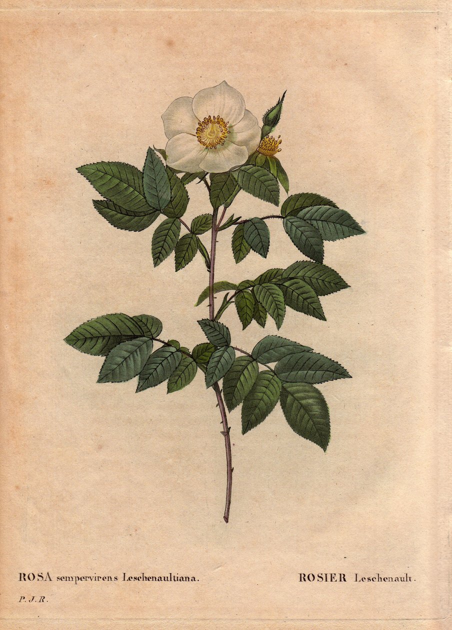 Botanisk tavla, blomma, rosor: Leschenaultrosen (Rosa sempervirens Leschenaultiana). Upptäckt av Monsieur Leschenault på Nilgiri (eller Nilagiri eller Nilgiris) även kallad Blue Mountains of India. I Tamil Nadu-regionen, före 1824. I "" L av Pierre Joseph Redouté