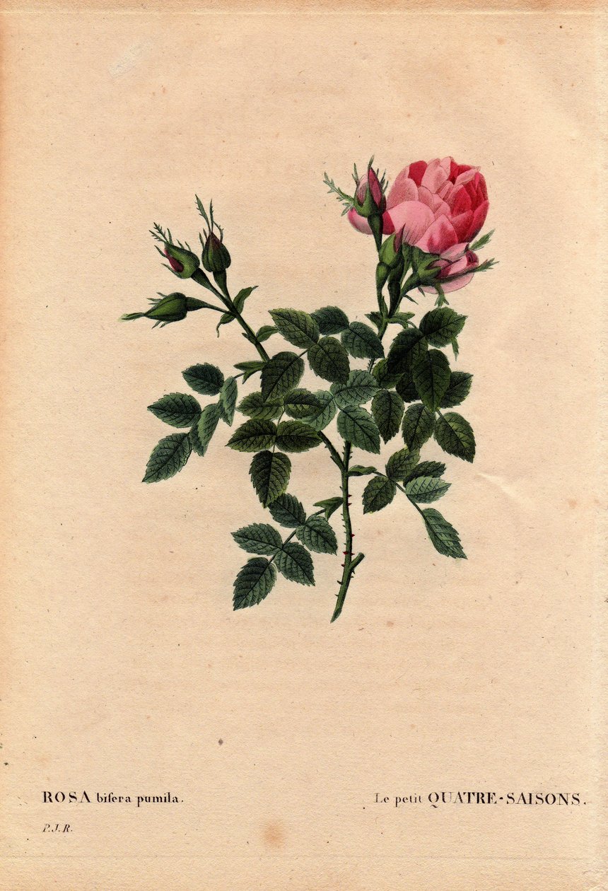 Botanisk styrelse, blomma, rosvariet: The Little Four Seasons (Four Seasons). På latin: Rosa bifera pumila, odlad av Monsieur Noel, Paris, Frankrike, före 1824. I "" Les Roses", volym 2 av Pierre Joseph Redoute (1759-1840) av Pierre Joseph Redouté