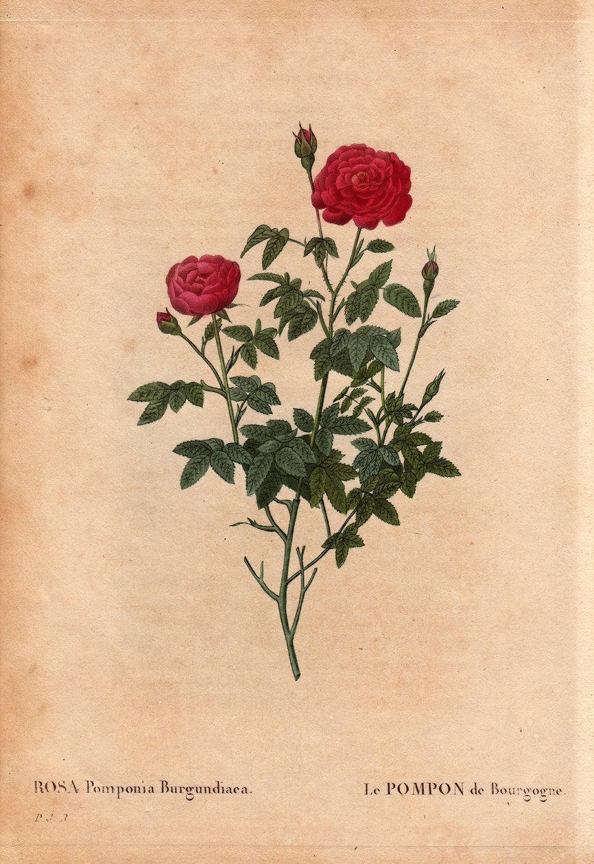 Botanisk styrelse, blomma, rosvariet: Bourgognes pompon (Rosa Pomponia Burgundiaca). Okänt ursprung, exitant sort före 1664. I "" Les Roses", volym 2 av Pierre Joseph Redoute (1759-1840) av Pierre Joseph Redouté