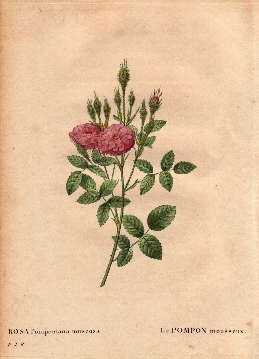 Botanical Board, Flower, Rose Variete: Den glittrande pompontypen "" Rose de Meaux" (Rosa Pomponiana muscosa) upptäcktes i en trädgård i västra England omkring 1801. I "" Les Roses", Volym 2 av Pierre Joseph Redoute ( 1759-1840) av Pierre Joseph Redouté