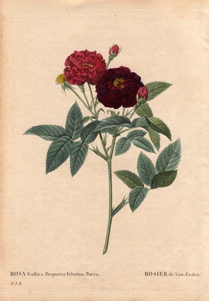 Botanisk tavla, blomma, rosvariant: Van Eeden Rose (Rosa Gallica Purpurea Velutina Parva). Odlad i Nederländerna av Van Eeden före 1810. I "" Les Roses", volym 2 av Pierre Joseph Redoute (1759-1840) av Pierre Joseph Redouté