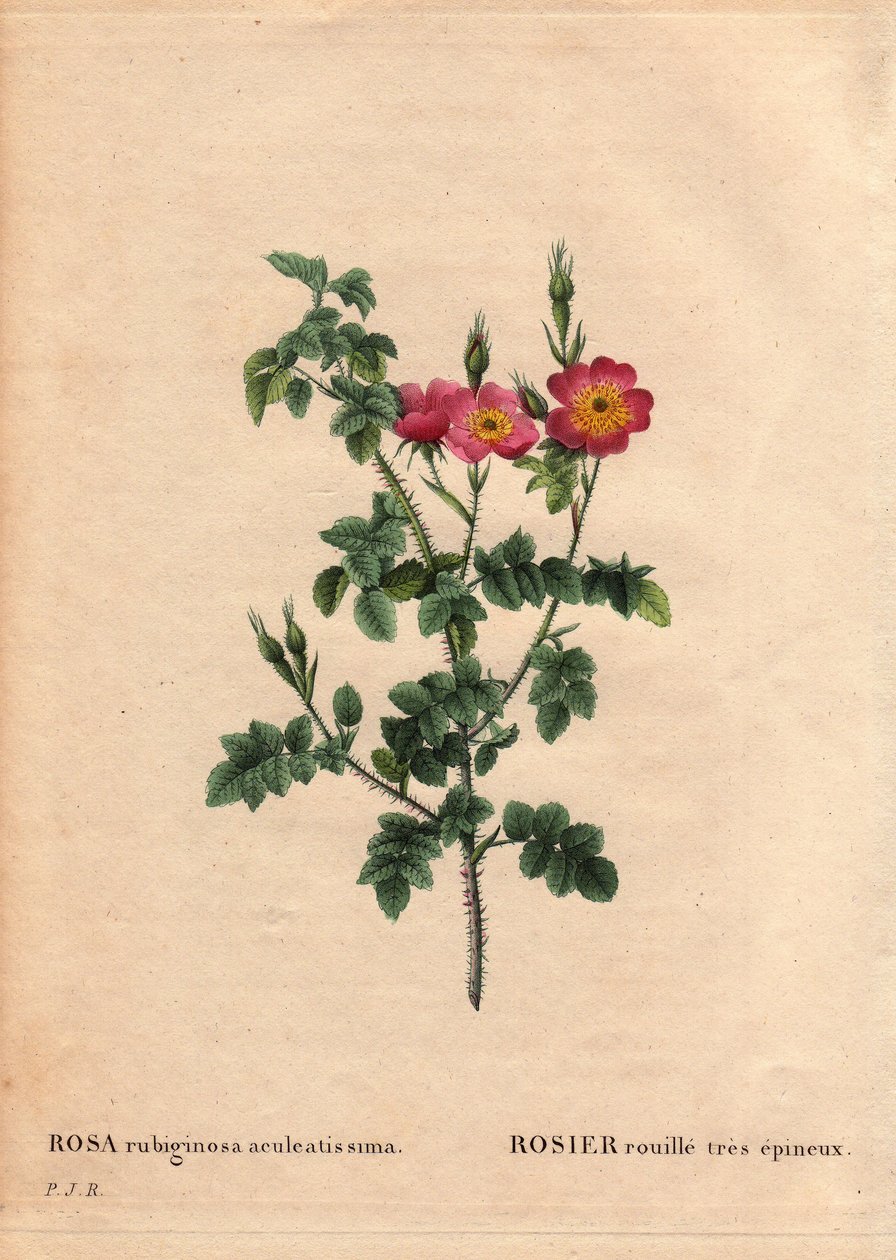 Botanisk tavla, blomma, rosvariant: Mycket taggig rostros (Rosa rubiginosa aculeatissima). Erhållen av frön och panerad av Du Pont omkring 1810. I "" Les Roses", volym 2 av Pierre Joseph Redoute (1759-1840) av Pierre Joseph Redouté