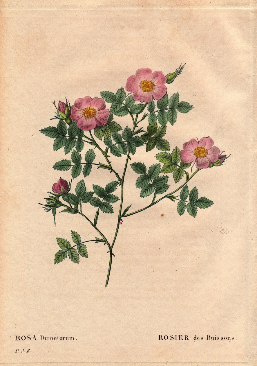 Botanisk tavla, blomma, rosvariant: buskros (Rosa dumetorum). Från familjen av hundrosor från Europa och Asien, upptäckt före 1821. I "" Les Roses", volym 2 av Pierre Joseph Redoute (1759-1840) av Pierre Joseph Redouté