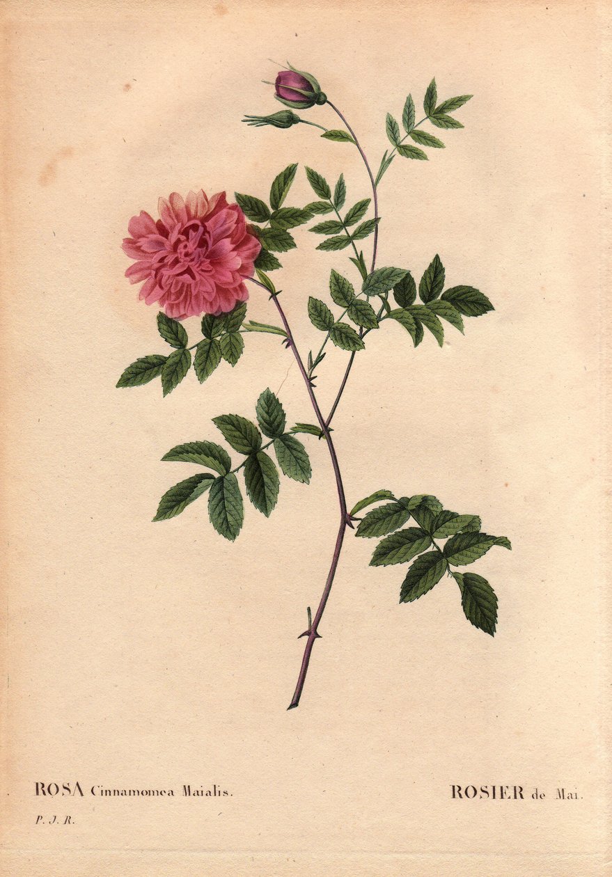 Botanisk tavla, blomma, ros Variety: majros. (Rosa cinnamomea maialis). Vilda blommor växer i hela Europa. I "" Les Roses", volym 2 av Pierre Joseph Redoute (1759-1840) av Pierre Joseph Redouté