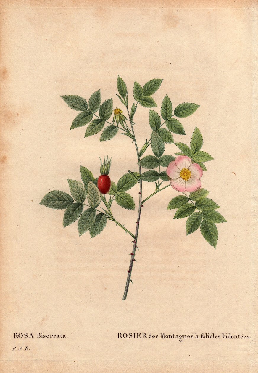 Botanisk tavla, blomma, rosvariant: Bergros med broschyrer (Rosa Biserrata). Samla av doktor Merat före 1812 på Mont Valerien nära Paris, Frankrike. I "" Les Roses", volym 2 av Pierre Joseph Redoute (1759-1840) av Pierre Joseph Redouté