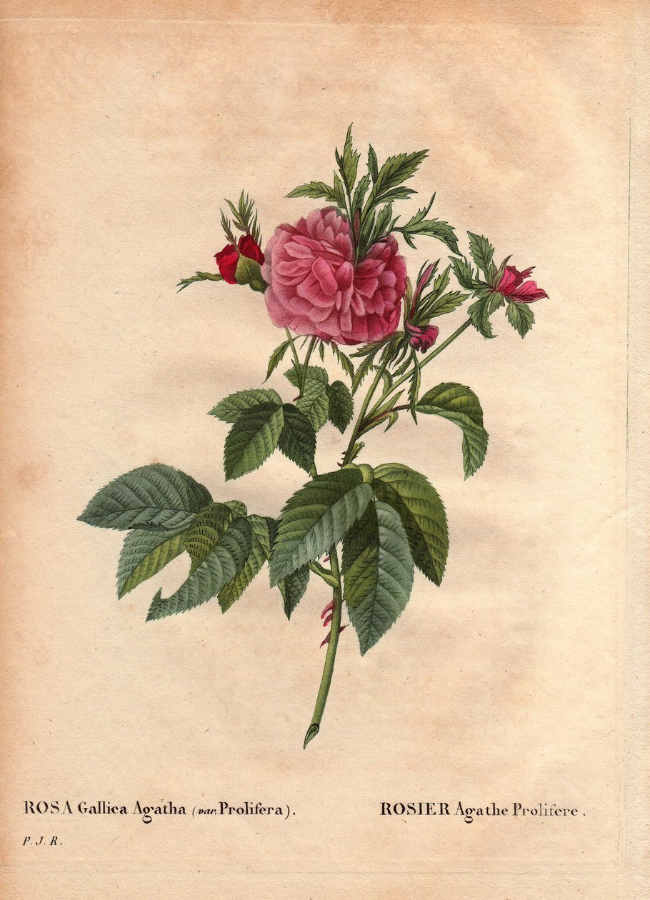 Botanisk tavla, blomma, rosor: Rose Agathe Prolifere (Rosa Gallica Agatha Prolifera). I "" Les Roses", volym 2 av Pierre Joseph Redoute (1759-1840) av Pierre Joseph Redouté