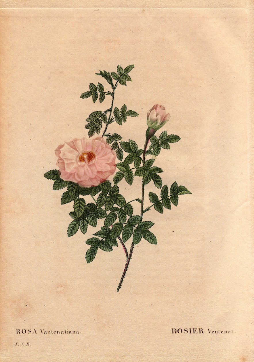 Botanisk tavla, blomma, ros variant: Rose Ventenat. (Rosa ventenatiana), okänt ursprung. I "" Les Roses", volym 2 av Pierre Joseph Redoute (1759-1840) av Pierre Joseph Redouté