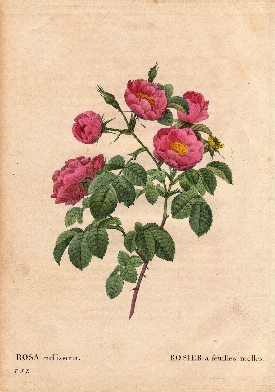 Botanisk tavla, blomma, rosor: Ros med mjuka blad. (Rosa mollissima flora submultiplici). Rose mollis sort, före 1821. I "" Les Roses", volym 2 av Pierre Joseph Redoute (1759-1840) av Pierre Joseph Redouté