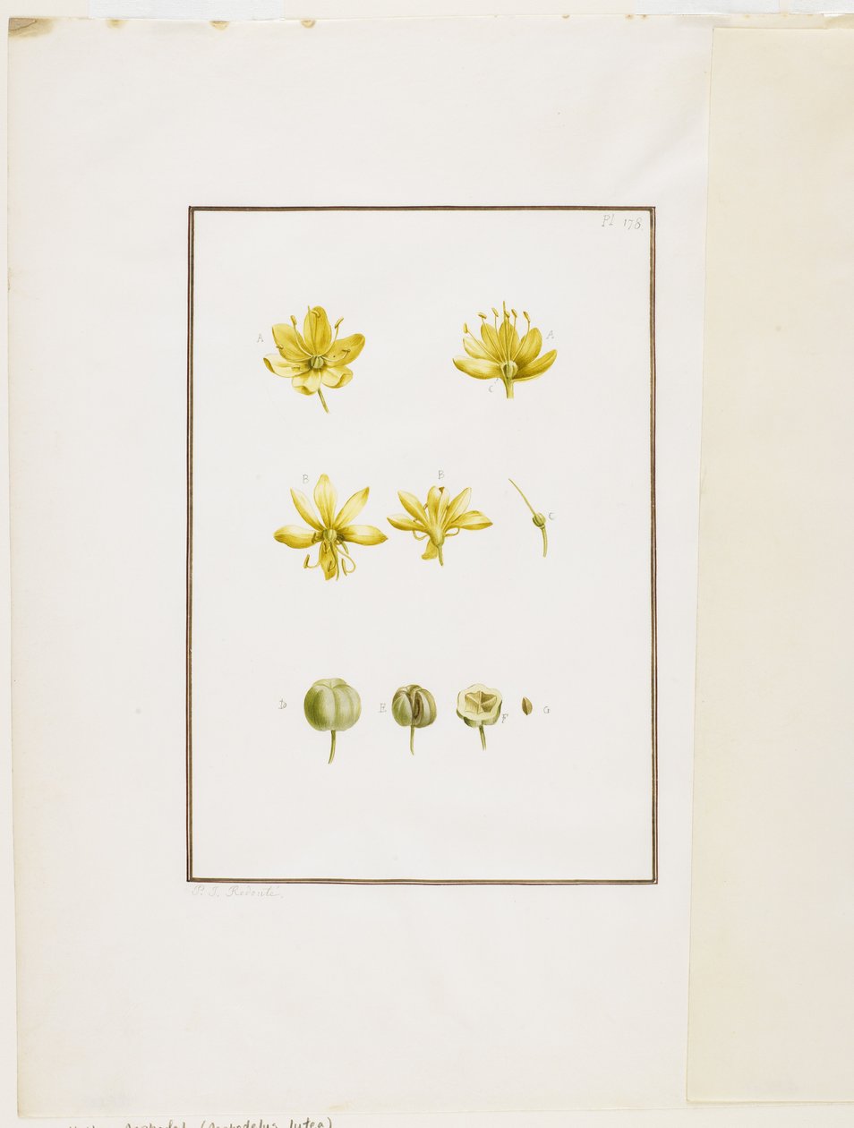 Botanisk dissektion: gul asfodel (Asphodelus lutea), c.1778-90 (wc och grafit på papper) av Pierre Joseph Redouté