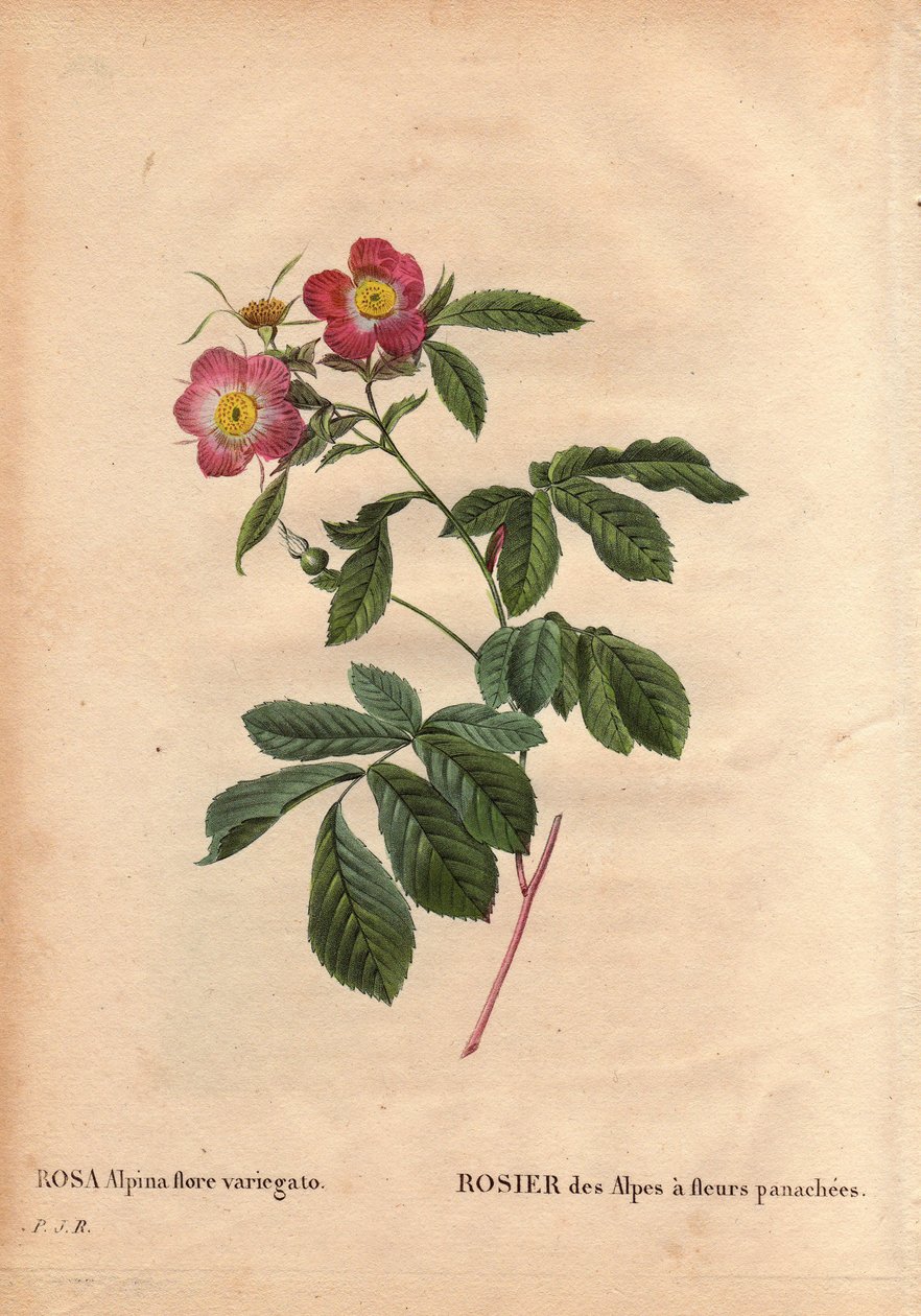 Botanisk tallrik, blomma, rosvariet: Alpernas ros med variegato-blommor (Rosa alpina flora variegato). Infördes i Frankrike omkring 1813 de Poilpre. I "" Les Roses", volym 2 av Pierre Joseph Redoute (1759-1840) av Pierre Joseph Redouté