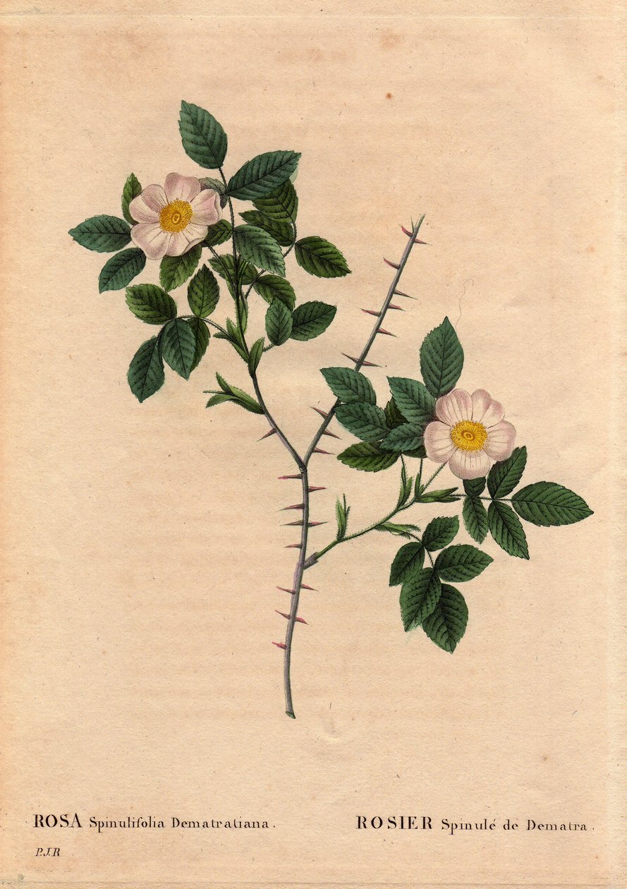 Botanisk platta, blomma, rosvariant: Rosier Spinule de Dematra (Rosa spinulifolia dematratiana) upptäckt nära Chatel-sur-Montsalvens (Chatel sur Montsalvens), Fribourg, Schweiz av Dean Dematra, präst i Corbieres, före 1818. I "" Les Roses ” av Pierre Joseph Redouté