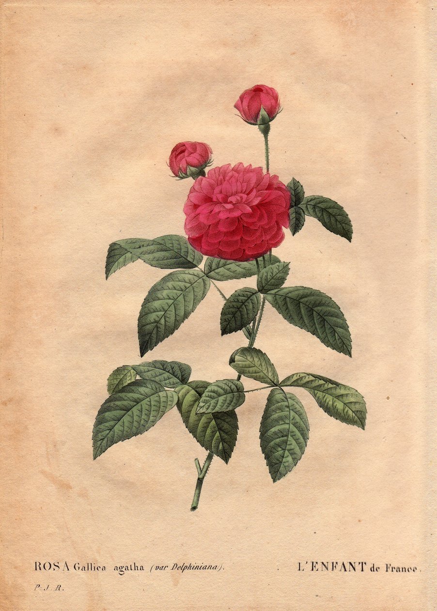Botanisk tallrik, blomma, rosvariet: Frankrikes barn (Rosa gallica agatha var. delphiniana). Odlad av Monsieur Du Pont, cirka 1802, känd sedan Ludvig XV:s regering (1710-1774) och kallad "Enfant de France" för att hedra Dauphin. I "" Les Ro av Pierre Joseph Redouté