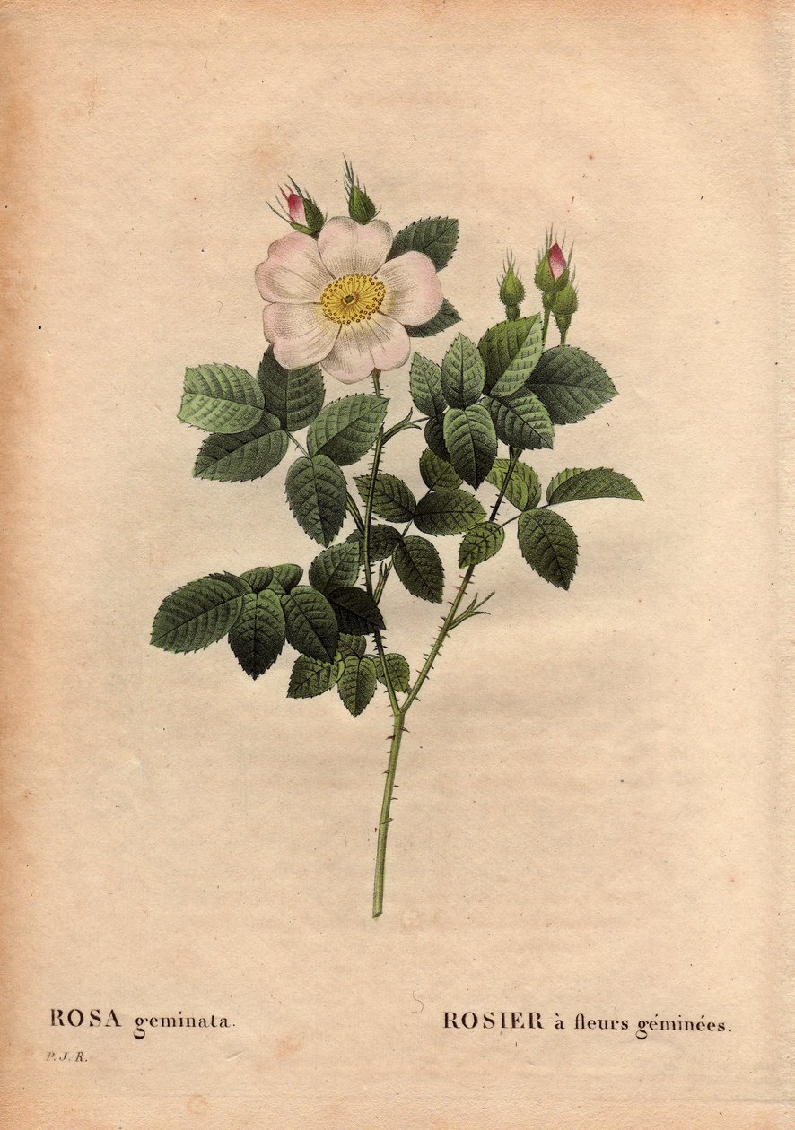 Botanisk tallrik, blomma, rosvariant: Ädelstensblommig ros. (Rosa geminata). Upptäckt av professor Rau, nära Würzburg, Tyskland före 1820. I "" Les Roses", volym 2 av Pierre Joseph Redoute (1759-1840) av Pierre Joseph Redouté