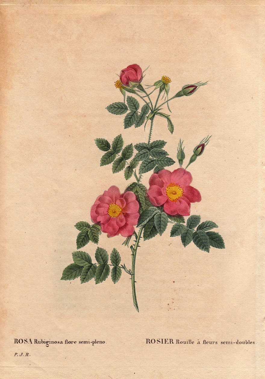 Botanisk tallrik, blomma, rosvariation: Rose Rust har halvdubbla blommor (Rosa rubiginosa flora semi pleno), erhållna från frön och odlade av P.J. Redoute omkring 1806. I "" Les Roses", volym 2 av Pierre Joseph Redoute (1759- 1840) av Pierre Joseph Redouté