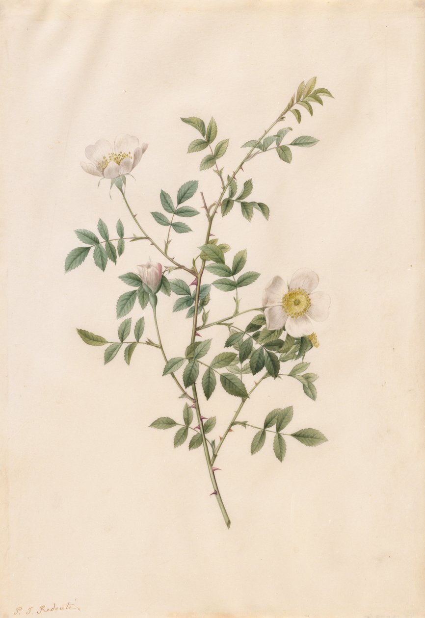 Brier Bush Rose eller Dog Rose (Rosa Sepium Rosea) av Pierre Joseph Redouté