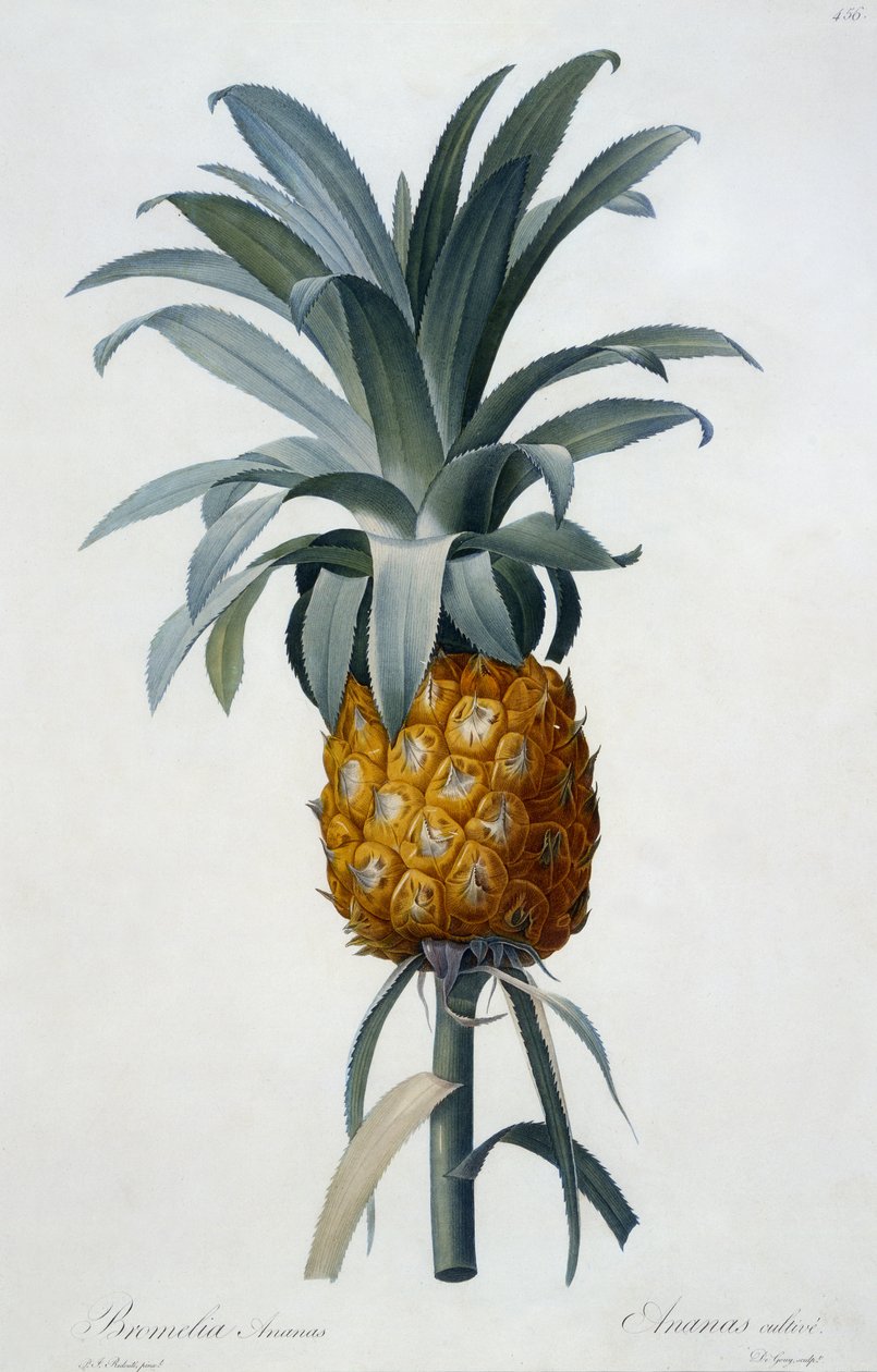 Bromelia Ananas (handfärgad gravyr) av Pierre Joseph Redouté