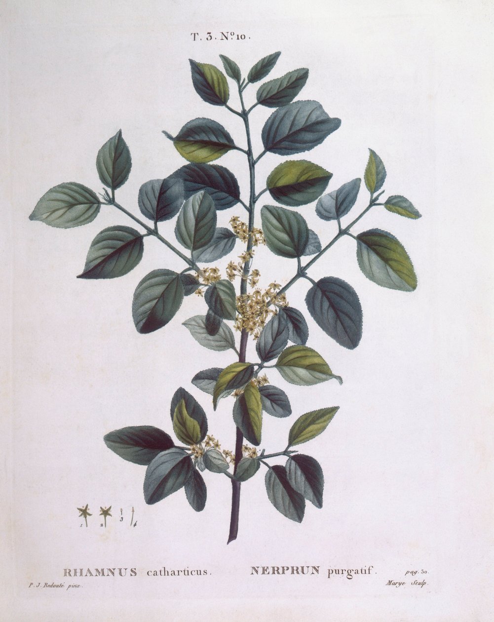 Havtorn (Rhamnus catharticus), Henry Louis Duhamel du Monceau, botanisk platta av Pierre Joseph Redouté av Pierre Joseph Redouté
