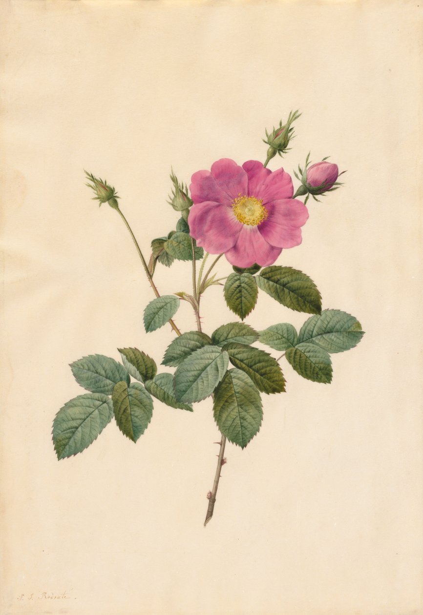 Kålros (Rosa Centifolia Simplex) av Pierre Joseph Redouté