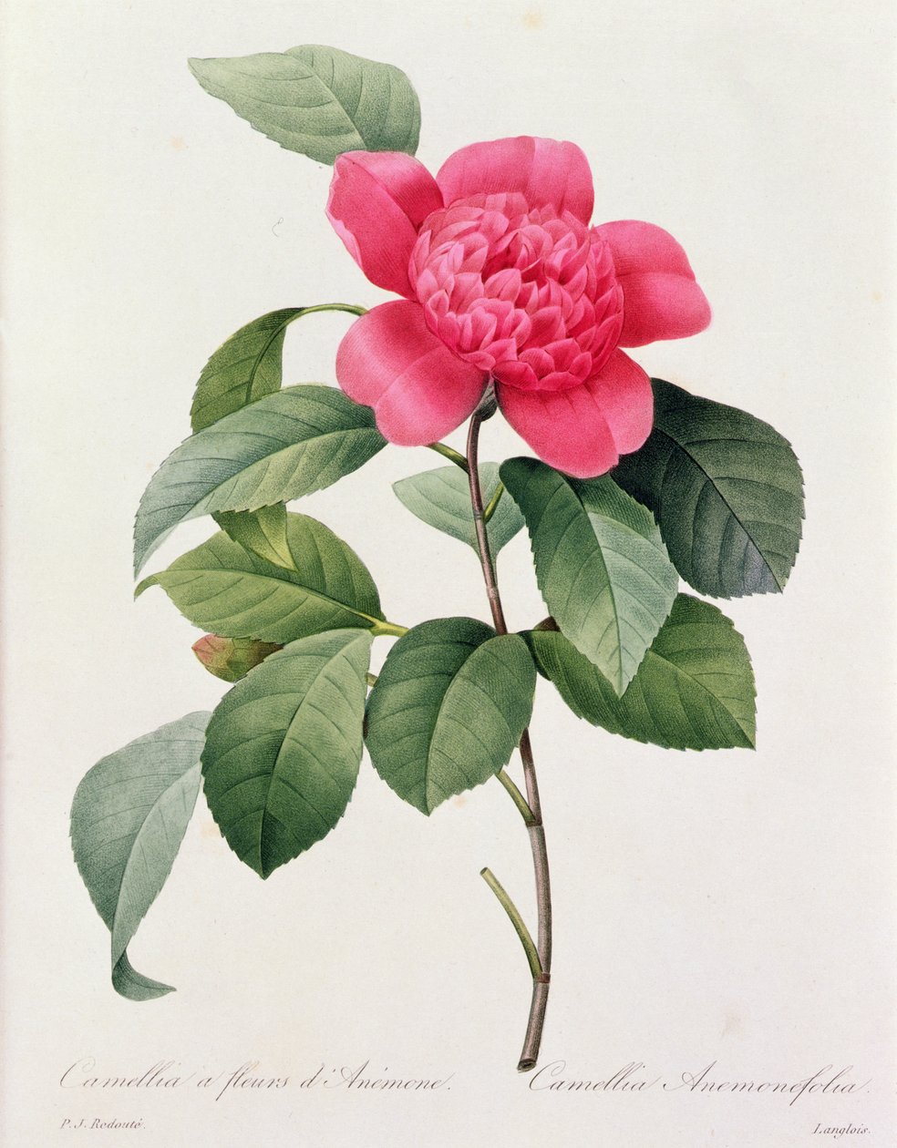 Camellia Anemonefolia (färgad gravyr) av Pierre Joseph Redouté